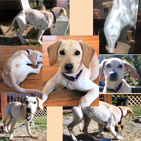 /Images/uploads/Animal Control  Welfare Project/PrettiestPetContest/entries/6320thumb.jpg